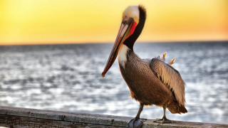 Pelican wooden rail ocean sunset - near free wallpaper