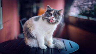 Cat tongue table window glamor - a window in the background free wallpaper