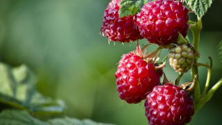 Raspberries branch leaves green blurry - a bunch of raspberries free wallpaper