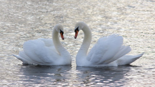 Swans heart shape water ocean - a heart shape free wallpaper