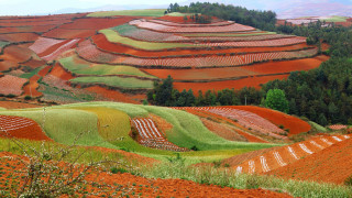 Field trees grass hill autumn - vivid free wallpaper