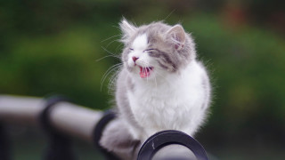 Cat yawning railing outdoor blurry - background of trees free wallpaper
