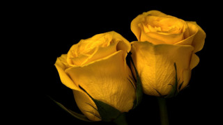Yellow roses blooming budding rococo - against a black background free wallpaper
