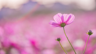 Pink flower field bloom macro - chang daichien free wallpaper
