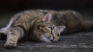 Cat blurry blue eyes resting - wide free wallpaper