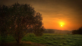 Tree sunset city lake mountain - derold page free wallpaper