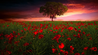 Red flower field sunset tree 2 - beautiful landscape free wallpaper for desktop