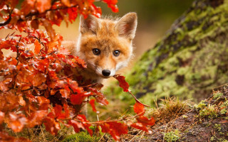 Fox tree leaves mossy background - mossy free wallpaper