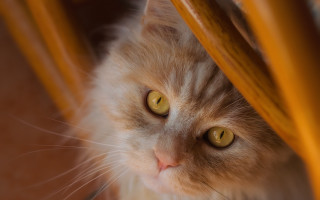 Cat green eyes peeking chair - a wooden handle free wallpaper