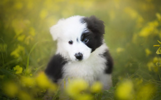 Puppy flower field blue eye - an impressionist painting free wallpaper