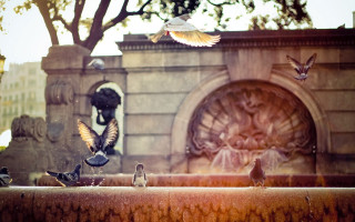 Birds fountain park tiltshift owl - cherryl fountain free wallpaper