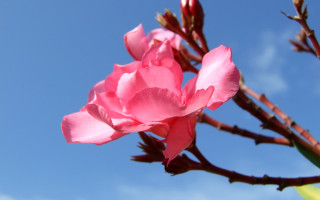 Pink flower blooming branch blue - a blue sky in the background free wallpaper for desktop