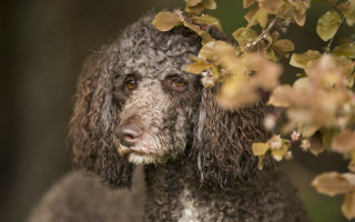Dog bush leaves portrait blurry - a close up of a dog free wallpaper