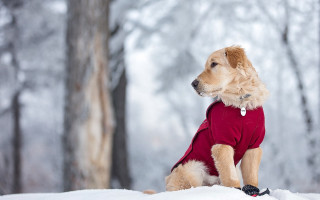 Dog red shirt snow woods - in the wood free wallpaper