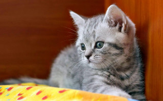 Small kitten curious cat adorable - curious free wallpaper