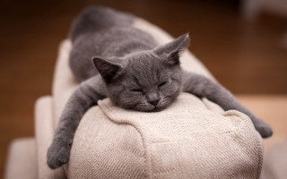 Gray cat sleeping white cushion - the pillow free wallpaper