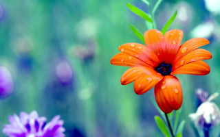 Blue flower water droplets bokeh 2 - color free wallpaper