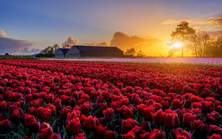 Red flower field sunset barn - beautiful free wallpaper for desktop