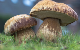 Mushrooms grass fullmoon nature forest - the other free wallpaper