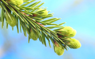 Pine cone branch blue sky - branch free wallpaper