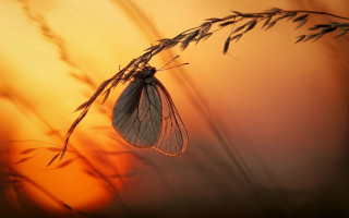 Butterfly plant sunset autumn macro - a plant free wallpaper