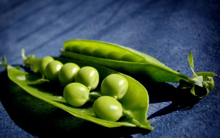 Pea pod macro green waterdrop - david brewster free wallpaper