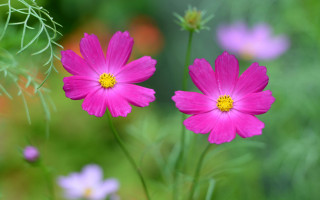 Pink flower green leaves blurry 4 - chang daichien free wallpaper