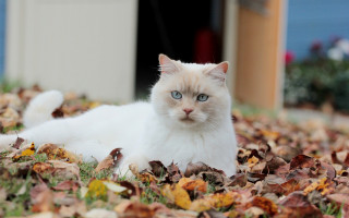 White cat leaves blue door - a white cat free wallpaper