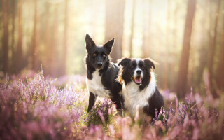 Dogs purple flowers trees sunlight - two dog free wallpaper