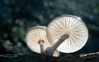 White mushrooms tree trunk sunlight - naturalism free wallpaper