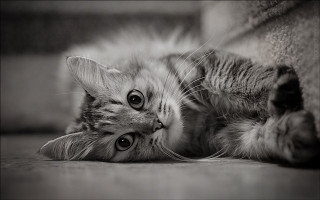 Cat back floor paws wide - one paw free wallpaper
