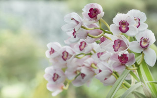 Flowers vase table blurry background 2 - a blurry background of trees and bushes free wallpaper