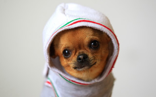 Small dog hoodie fur trim - chippy free wallpaper