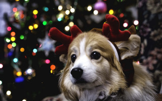 Dog reindeer hat christmas bokeh - head free wallpaper