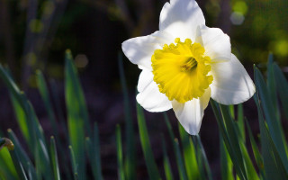 White yellow flower field green - single free wallpaper