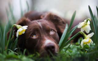 Dog grass flowers wide open - wide free wallpaper