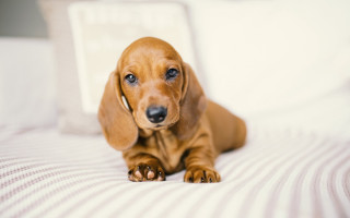 Small brown dog bed pillow - a pillow and a pillow case free wallpaper