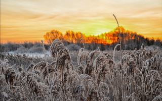 Frosty field sunset trees orange - frost free wallpaper