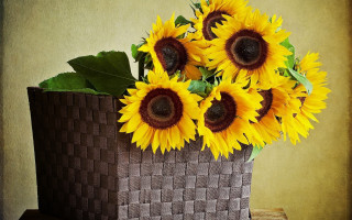 Basket sunflowers table wall photorealism - eden box free wallpaper
