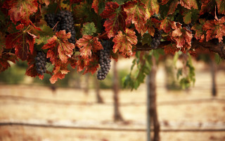 Grapes vineyard autumn leaves blurry 2 - a bunch of grapes free wallpaper