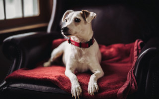Dog shiba inu red blanket - a chair in a room free wallpaper