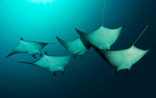 Stingfish group ocean sunshine gradient - a sun free wallpaper
