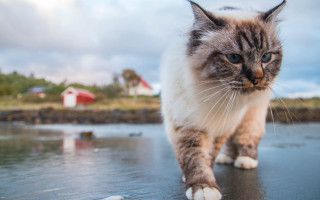 Cat walking wet surface barn - a barn in the background free wallpaper