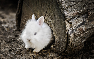 White rabbit peeking tree trunk - naturalism free wallpaper