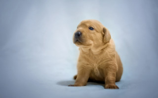 Puppy sad shiba inu photorealistic 2 - a puppy free wallpaper