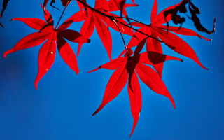 Red leafy branch blue sky - a few drop of water free wallpaper