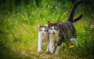 Cats field dandelion light shadows - the camera and the other free wallpaper