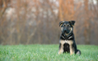 Dog grass tiltshift blurry nature - constructivism free wallpaper