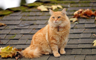 Cat roof leaves sad autumn - a roof free wallpaper