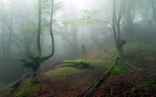 Foggy forest trail trees light - foggy free wallpaper
